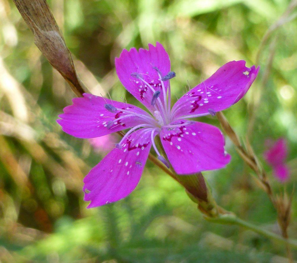 Steenanjer